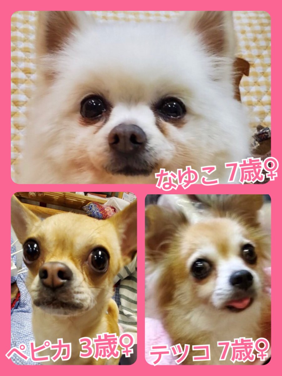 🐾今日の里親様募集中ワンコ🐶メンバーです🐾2020,2,18
